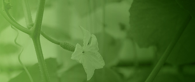 Reliable Gene Expression Normalization in Cucumber Leaves: Identifying Stable Reference Genes Under Drought Stress