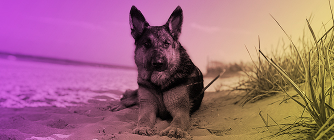 Systemic Aspergillosis in Dogs: A Historical and Current State-of-the-Art Review