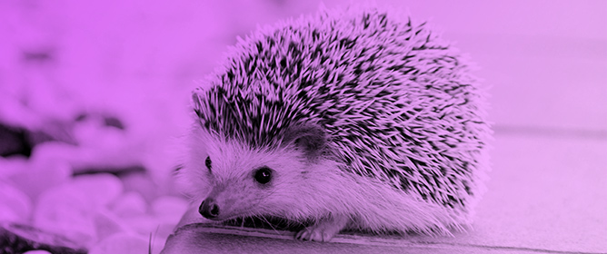 A Review of the Sentinel Role of <em>Erinaceus europaeus</em> in Zoonotic Diseases Across Urban and Rural Environments: A One Health Perspective