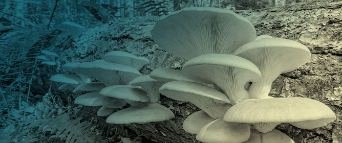 Comparative Mitogenomics Reveals Intron Dynamics and Mitochondrial Gene Expression Shifts in Domesticated and Wild <em>Pleurotus ostreatus</em>