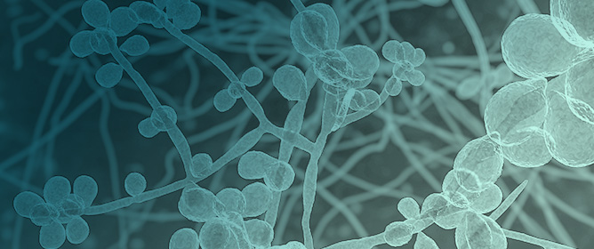 Genetic Manipulation in <em>Sporothrix</em> Species: Molecular Tools, Challenges, and Applications