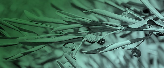 Assessing the Potential for Modifying Certain Eradication Measures for <em>Xylella fastidiosa</em> subsp. <em>pauca</em> in Olive Groves of Apulia (Italy)