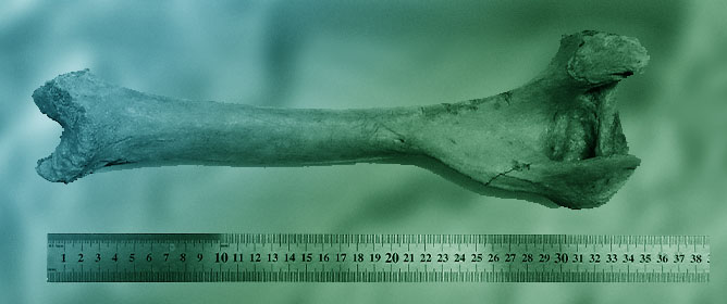 History of the Archaeozoology in Bulgaria&mdash;Fields, Researchers and Achievements for 120 Years