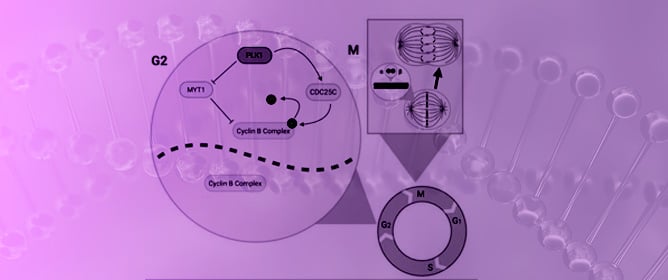 REV1 Loss Triggers a G2/M Cell-Cycle Arrest Through Dysregulation of Mitotic Regulators