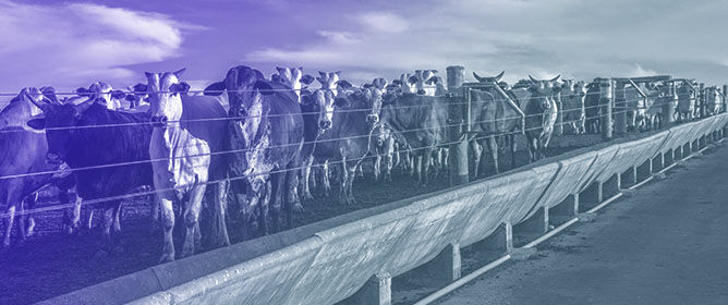 The Interplay of One-Carbon Metabolism, Mitochondrial Function, and Developmental Programming in Ruminant Livestock