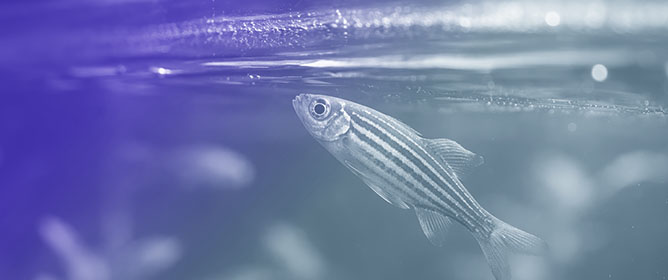 A Zebrafish Seizure Model of cblX Syndrome Reveals a Dose-Dependent Response to mTor Inhibition