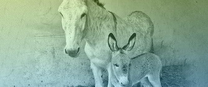 Histomorphometric Analysis of the Endometrium of Jennies (<em>Equus asinus</em>) and Mares (<em>Equus caballus</em>) in Estrus: Anatomical Differences and Possible Reproductive Implications