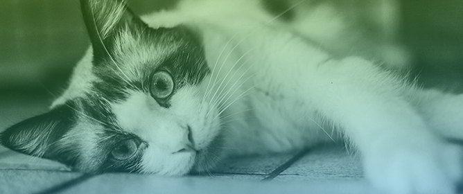 The Impact of Coat Colour, Eye Shape, and Pupil Size on Cat Adoptability Ratings