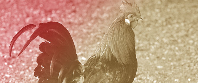 Determination of the Requirements of Standardized Ileal Digestible Methionine Plus Cysteine and Lysine in Male Chicks of a Layer Breed (LSL Classic) During the Starter Period (1&ndash;21 d)