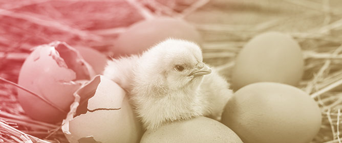 Blend of <em>Cinnamomum verum</em> and <em>Origanum vulgare</em> Essential Oils as a Natural Sanitizing Agent for Hatching Eggs