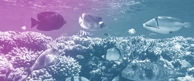 From Antioxidant Defenses to Transcriptomic Signatures: Concentration-Dependent Responses to Polystyrene Nanoplastics in Reef Fish