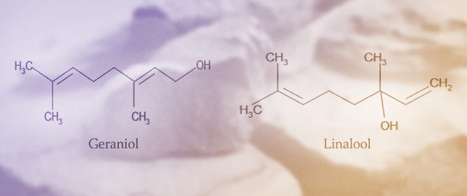 Adsorption of Natural Essential Oils on Phyllosilicate and Cyclodextrin Surfaces by Molecular Modeling for Predicting Drug Delivery Systems
