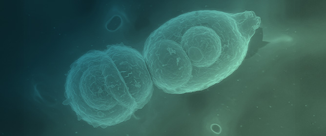 Zinc-Finger 5 Is an Activation Domain in the <em>Saccharomyces cerevisiae</em> Stress-Responsive Transcription Factor Fzf1