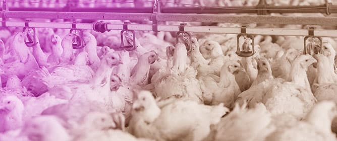 Rearing Housing System as a Determinant of Chicken Muscle Morphology and Technological Meat Properties