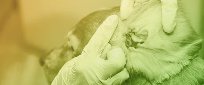 <strong></strong>Congenital External Auditory Canal Atresia in Two Dogs: Clinical Presentation, Diagnosis, and Surgical Management