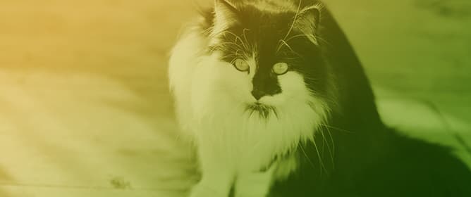 Squamous cell carcinomas in cats