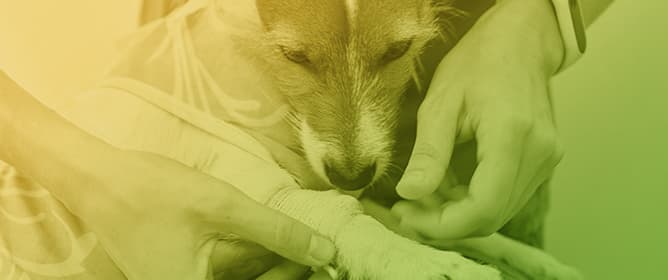 <strong></strong>Characterization of Clinical, Hematological, and Biochemical Findings in Dogs with <em>Vipera aspis</em> Envenomation