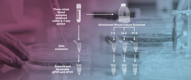 <em>Babesia</em> and <em>Bartonella</em> Species DNA in Blood and Enrichment Blood Cultures from People with Chronic Fatigue and Concurrent Neurological Symptoms