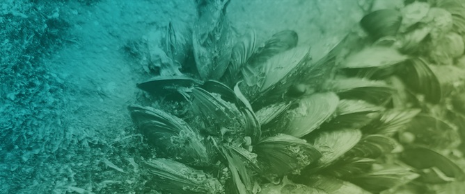 Valve Gape Movement of an Endangered Freshwater Mussel During Burrowing