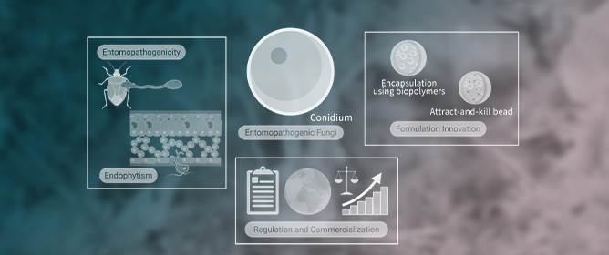 Development of Mycoinsecticides: Advances in Formulation, Regulatory Challenges and Market Trends for Entomopathogenic Fungi