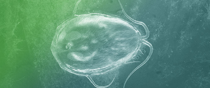 In Vitro Disinfection Efficacy Assay on <em>Giardia duodenalis</em> Cysts