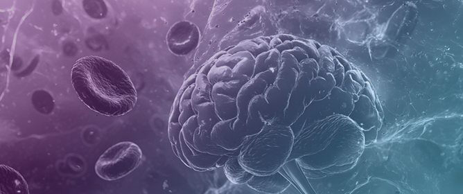 Strategies to Screen and Evaluate Brain Targeting Antibodies Using an iPSC-Derived Blood&ndash;Brain Barrier Model