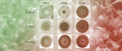 From Surface Colonies to Internal Contamination: A Comprehensive Investigation of <em>Alternaria alternata</em> Growth, Toxinogenesis, and Mycotoxin Migration Dynamics in Cherry Tomato Fruit Matrix