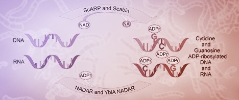 ADP-Ribosylation of Cytidine: A Novel Nucleic Acid Modification Reversed by NADAR Hydrolases