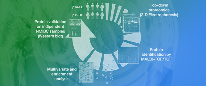 Stage-Specific Proteomic Signatures in Non-Muscle Invasive Bladder Cancer