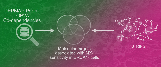 Exploring Mitoxantrone Sensitivity in BRCA1-Deficient Ovarian Cancer Using Quantitative Proteomics