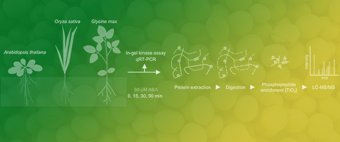 Cross-Species Analysis of ABA-Induced Phosphosignaling Landscapes in Rice, Soybean, and Arabidopsis
