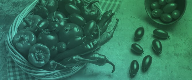 Valorization of Algerian Tomato and Hot Pepper Wastes Through Gasification in a Bubbling Fluidized Bed Reactor and Energy Production