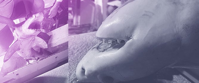 When Citizen Science Becomes Speculation: Evaluating the Reliability of Lamnid Shark Identification from Photographic Records in the Mediterranean