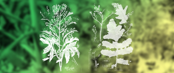 The Identity of <em>Crambe suecica</em> (Brassicaceae), an Obscure Garden Plant That Caused Nomenclatural Chaos in Taxonomic Botany
