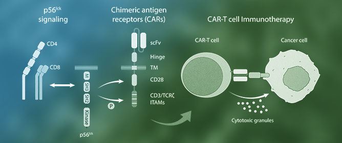 CD4/CD8&ndash;p56<sup>lck</sup> Induced TCR Signaling and Its Implications for Immunotherapy