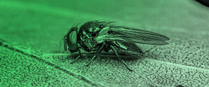 New Species and New Details of <em>Lonchaeidae</em> (Diptera) from the Australasia&ndash;Oceania and Indo-Malayan Realms