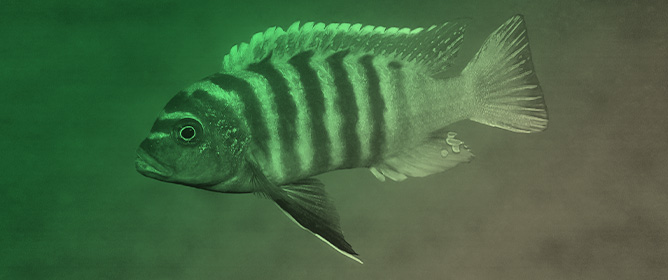 <em>Maylandia</em> (Teleostei: Cichlidae) Remains a <em>Nomen Nudum</em>