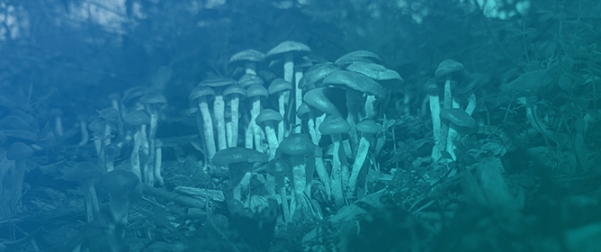 The Legal Perspective on Psilocybin for Medical Use in Czechia: A Key Milestone and the Case for Broader Consideration Beyond the Clinical Setting