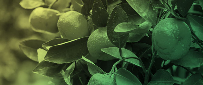 Hot-Water Dipping and Storage Temperature Interact to Reduce Dehydration and Modulate Peel Oxidative Markers in &lsquo;Owari&rsquo; Satsuma Mandarin (<em>Citrus unshiu</em> Marc.)