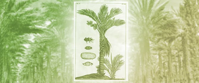 Safeguarding the Spanish National <em>Phoenix</em> Collection: Management Strategies Against <em>Rhynchophorus ferrugineus</em> in a Comparative Mediterranean Context