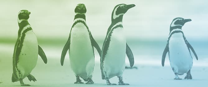 Sustainable Tourism and Conservation: A Study of the Impact of Tourism on Magellanic Penguins <em>Spheniscus magellanicus</em> in Patagonia, Argentina