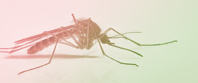 Entomological Survey of Mosquitoes in a Zoo in M&eacute;rida City, Southeastern M&eacute;xico