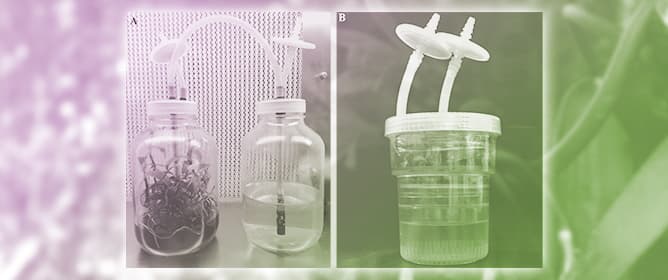 In Vitro Culture Strategies for the Conservation and Sustainable Use of <em>Vanilla planifolia</em> Andrews: A Comprehensive Review