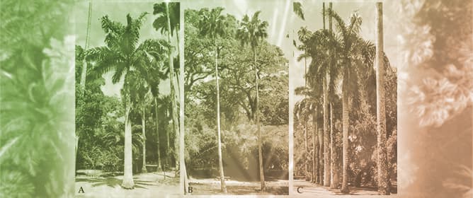 Palms Beyond the Forests: The Ex Situ Conservation at the Rio de Janeiro Botanical Garden