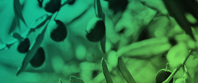 Flowering Phenograms and Genetic Sterilities of Ten Olive Cultivars Grown in a Super-High-Density Orchard