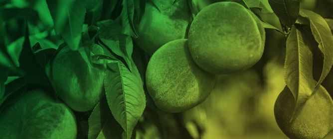 Optimizing Adventitious Shoot Regeneration in Peach Cultivar and Hybrid Rootstock Genotypes by LED Light Spectrum Modulation