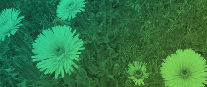 <em>Urospermum dalechampii</em> (Asteraceae): A Neglected Mediterranean Wild Edible Plant with Nutritional, Phytochemical and Agronomic Potential