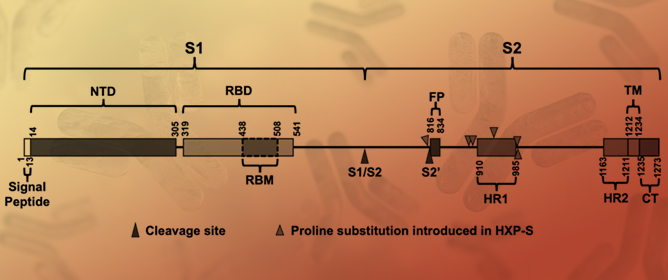 AddaVax, AddaS03, and Alum Improve the Breadth of Antibodies Responses Induced by NDV-HXP-S Vaccine in Mice