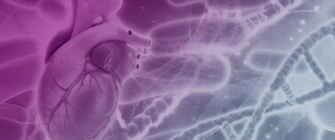 Mechanisms and Therapeutic Potential of Human Cardiomyocyte Proliferation