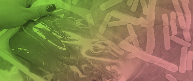 From Production to Application: Postbiotics in Meat, Meat Products, Other Food Matrices, and Bioactive Packaging